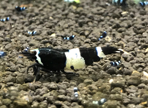 BKK Panda
