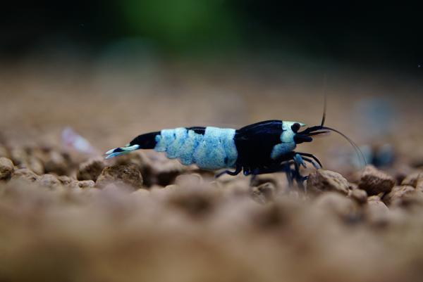 BKK Stripe (Blue body panda)