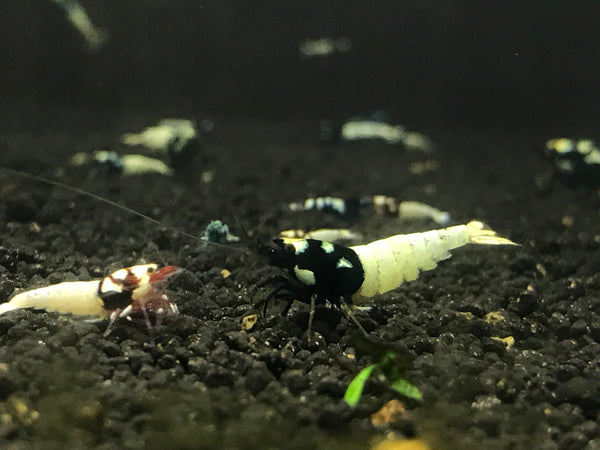 Black Pinto