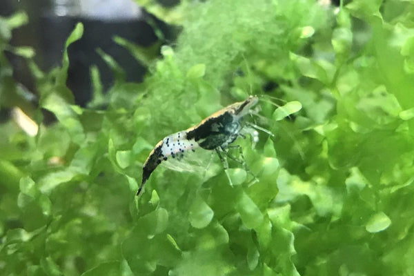 Black Rili