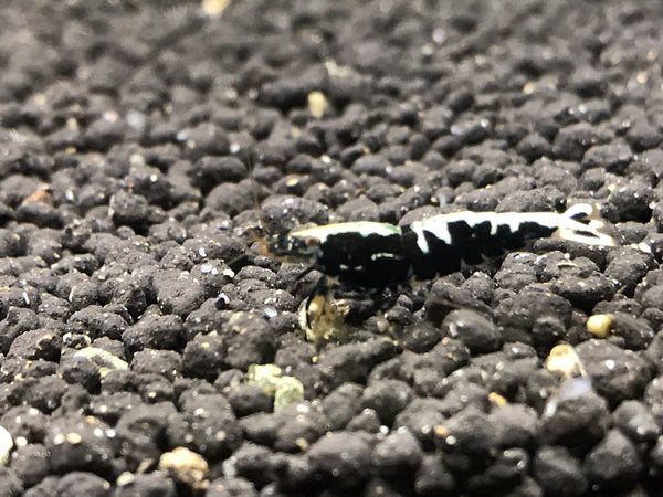 Black Galaxy Fishbone A Grade