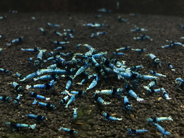 Blue Bolt S