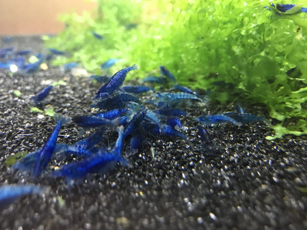 Blue Dream
