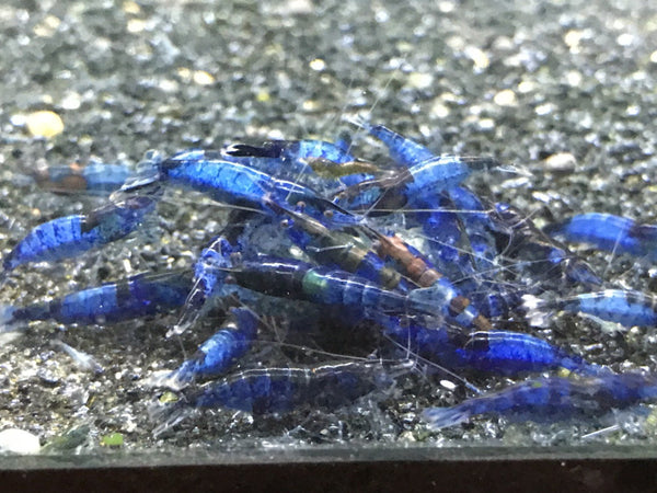 Blue Rili
