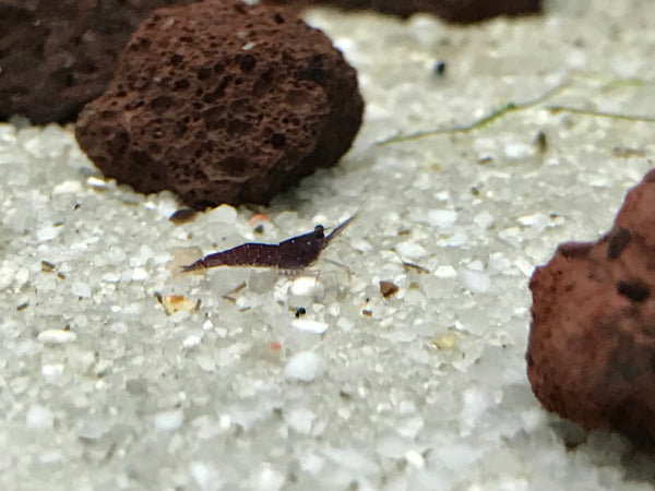 (need preorder) Caridina Dennerli (Tank Bred)