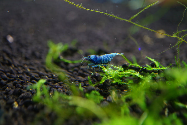 Blue Bolt Extreme