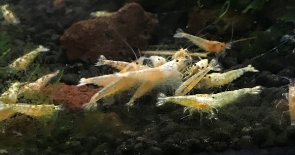 Golden Bee