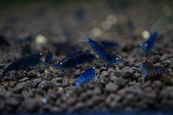OE Royal Blue Tiger