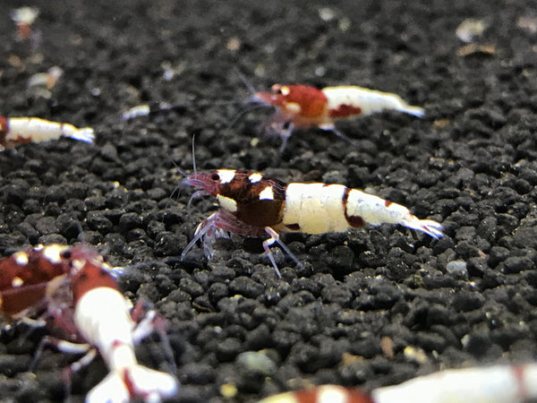 Red Pinto