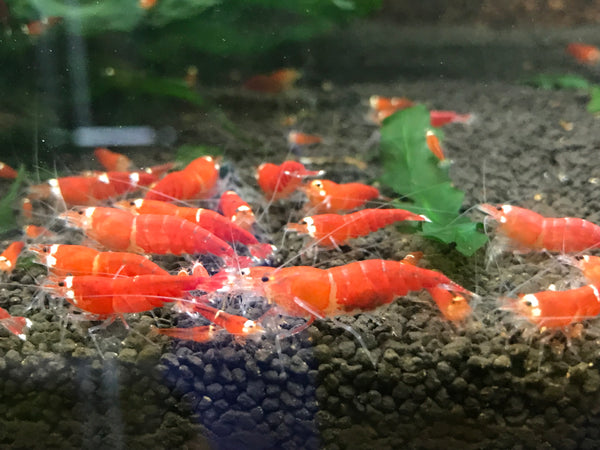 Super Red (stripes)
