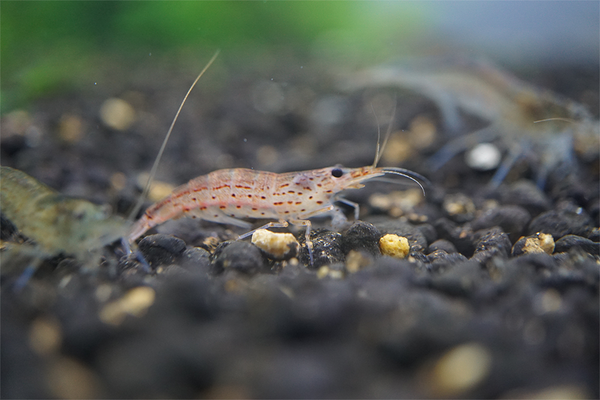 Amano Shrimp