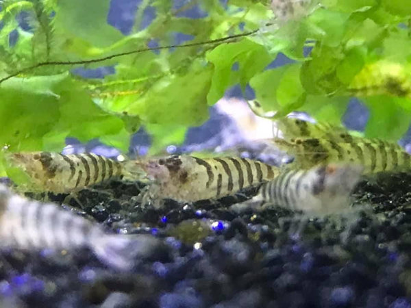 Zebra Babaulti