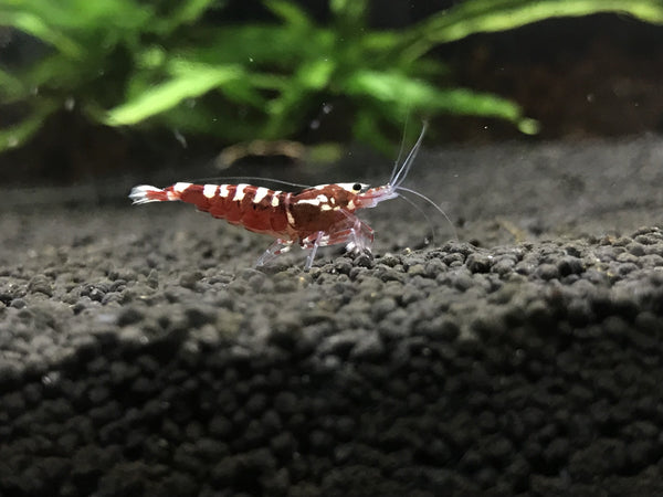 Red galaxy