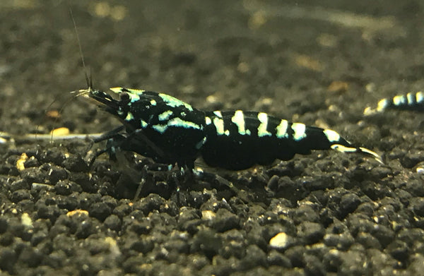 Black galaxy