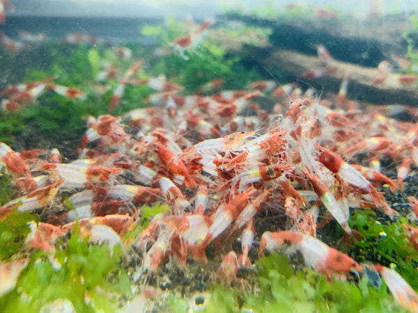 Red Rili