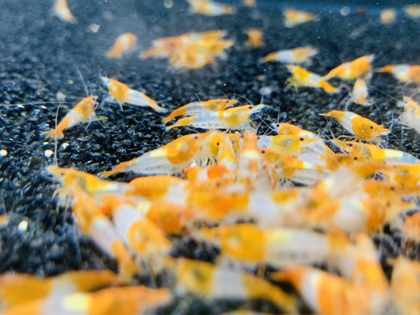 Orange Rili
