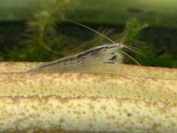 Bamboo Shrimps