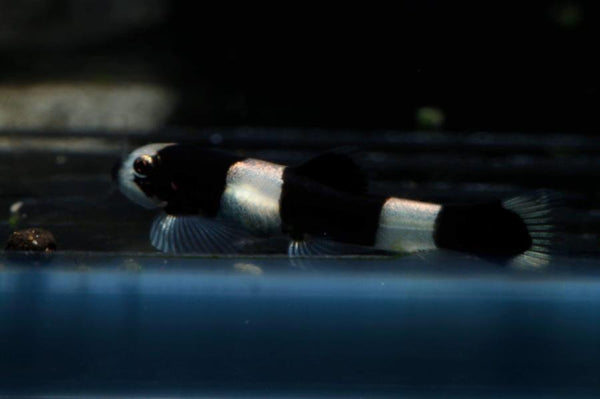 Panda Loaches (2-3cm)