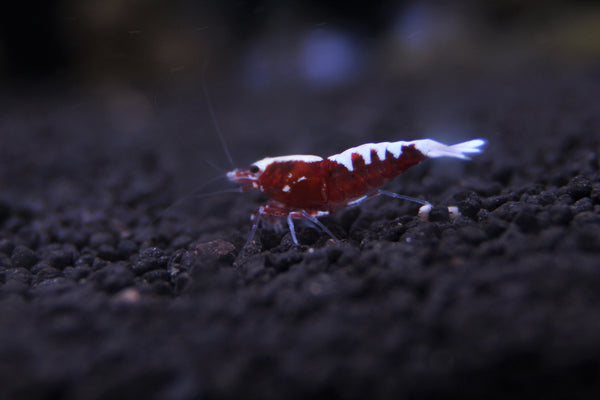 Red Fishbone
