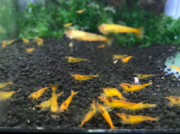 Tangerine Tiger
